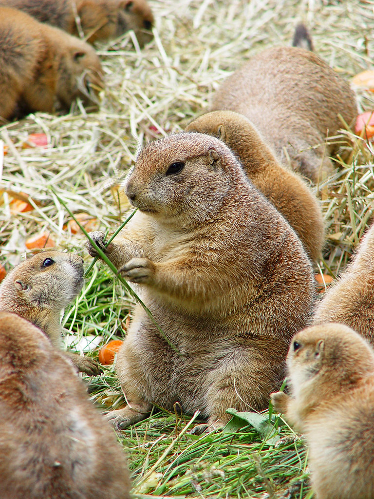 Group of furry rodents in grass, one in the foreground holding a blade of grass while eating