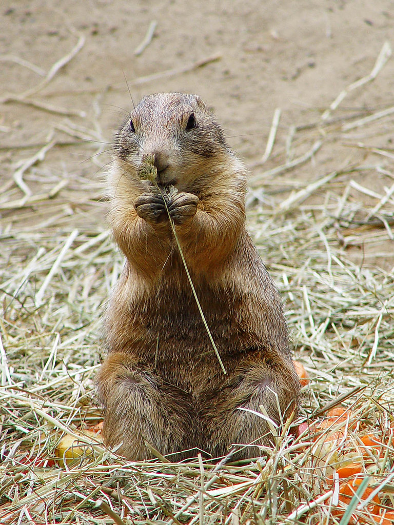 Close-up of a furry rodent standing on hind legs holding a piece of grass to its mouth, surrounded by dry straw