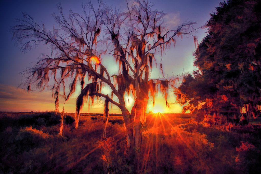 A bare tree draped with hanging moss silhouetted against a vivid orange and purple sunset