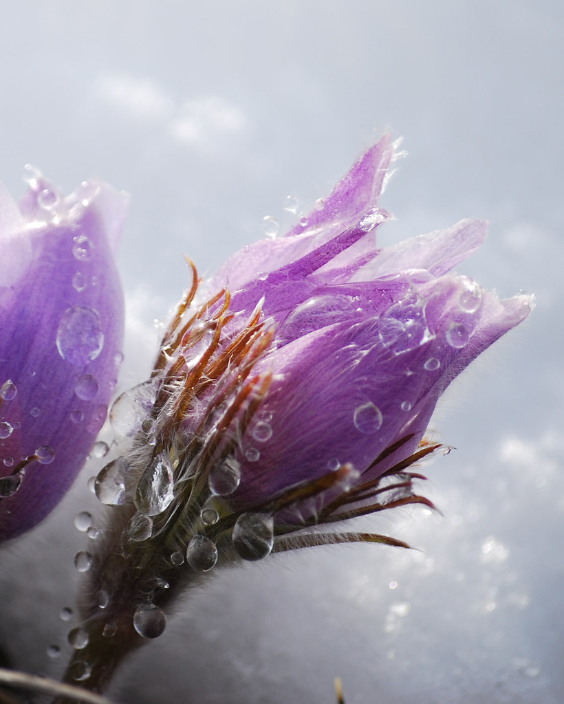 Close-up of purple bell-shaped flowers covered in water droplets against a hazy light background