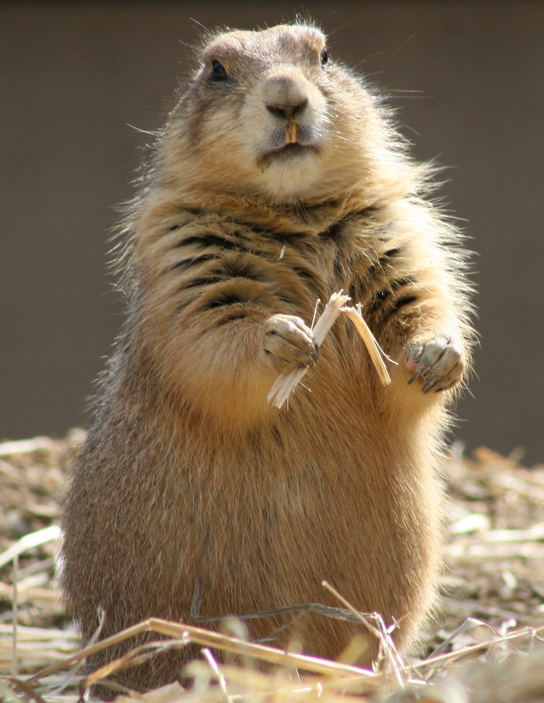 Small furry rodent standing upright on hind legs holding a piece of straw, surrounded by dry grass