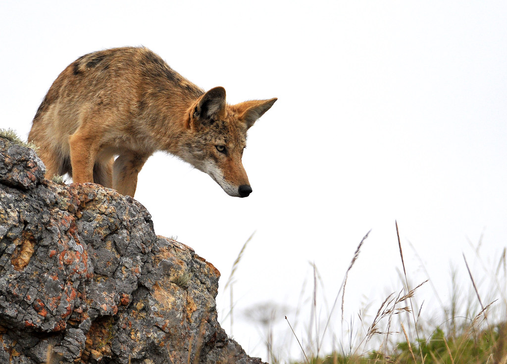 Wild canine standing on a rocky outcrop looking downward, set against a pale sky with grass in foreground
