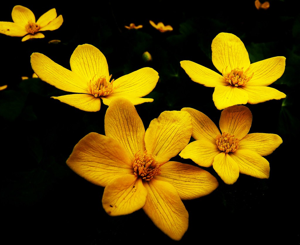 Cluster of bright yellow flowers with visible petal veins against a dark background